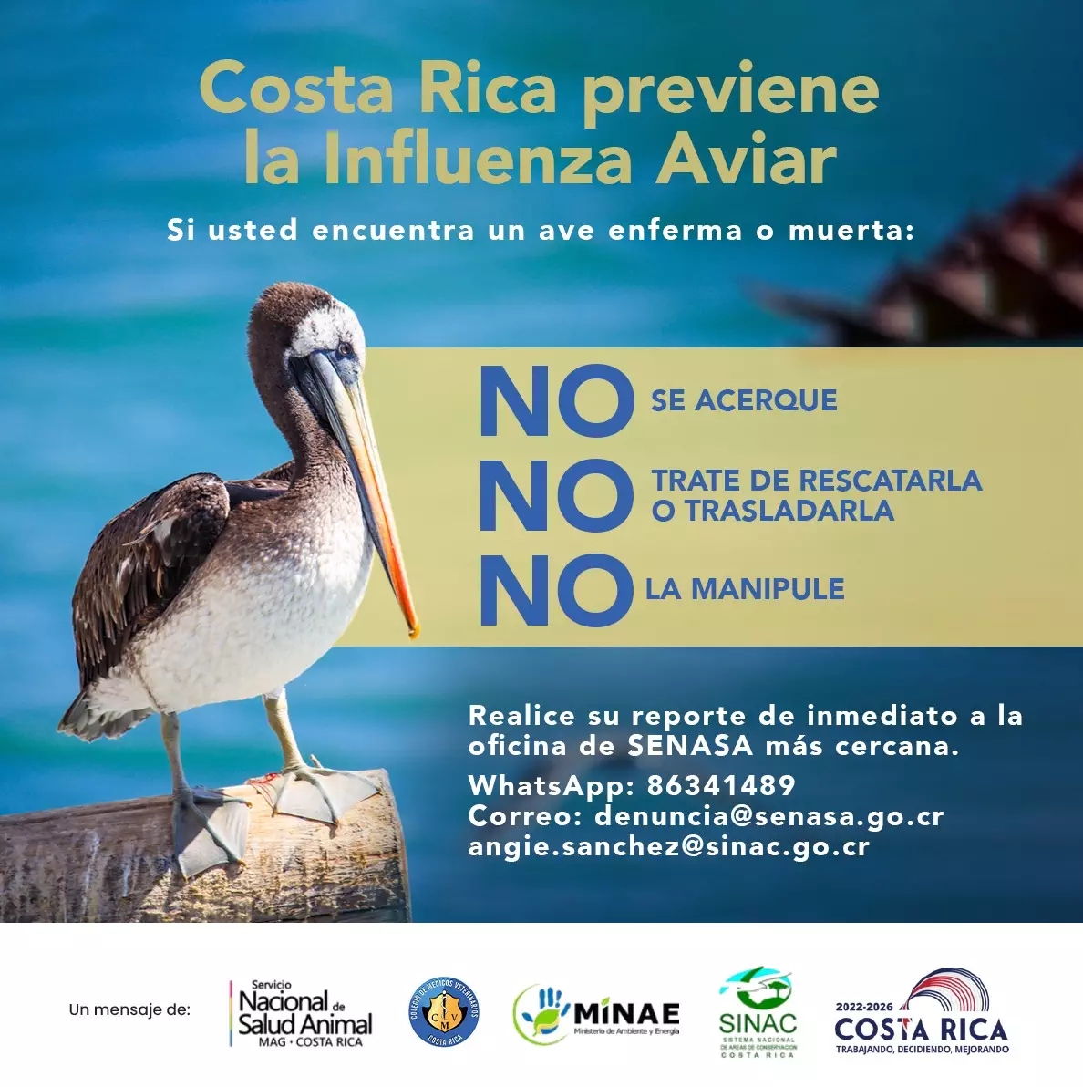 Senasa Confirma Primeros Casos De Influenza Aviar En Aves Silvestres En