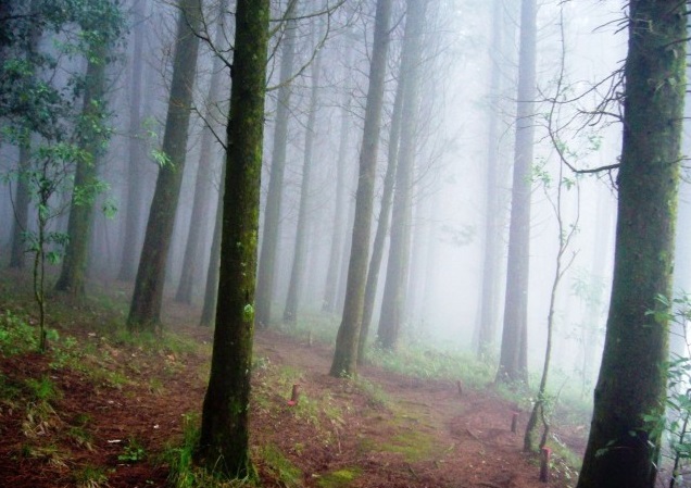 Bosque del Ni§o1