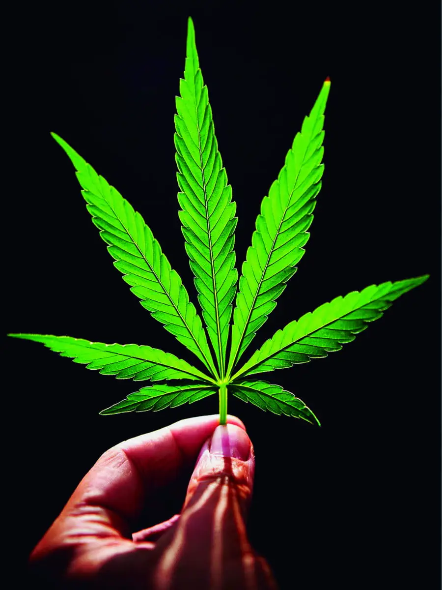 cannabis