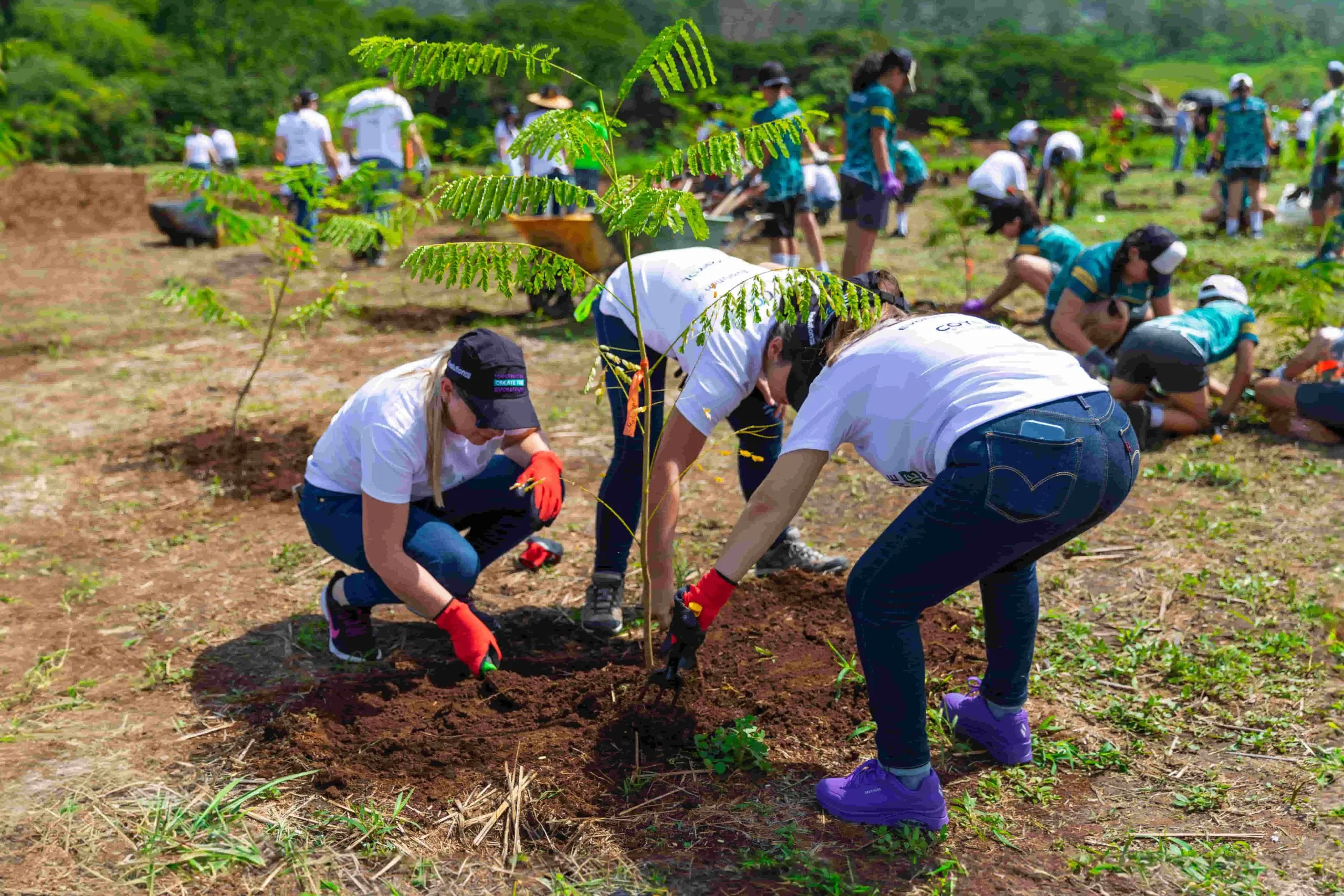 dia del arbol evolution free zone (2)