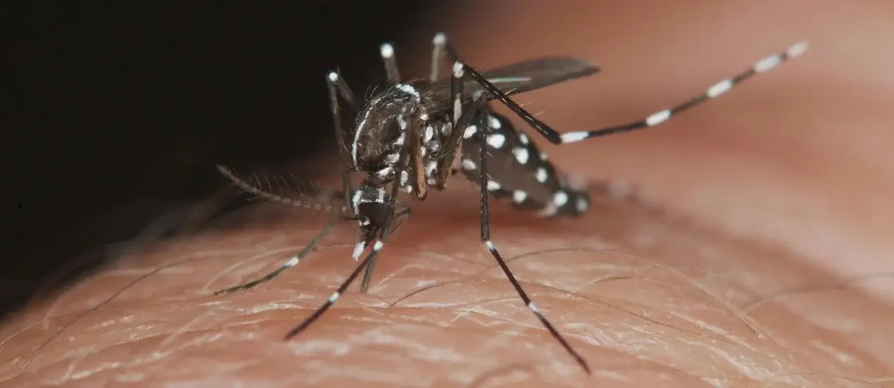 dengue